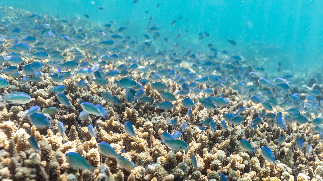 Thousands of species of fish flock around the coral with an entirely new world just metres between the surface. Picture: Supplied