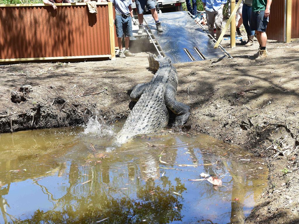 Billabong Sanctuary's new croc Krakatoa arrives to his new home. Picture: Shae Beplate.