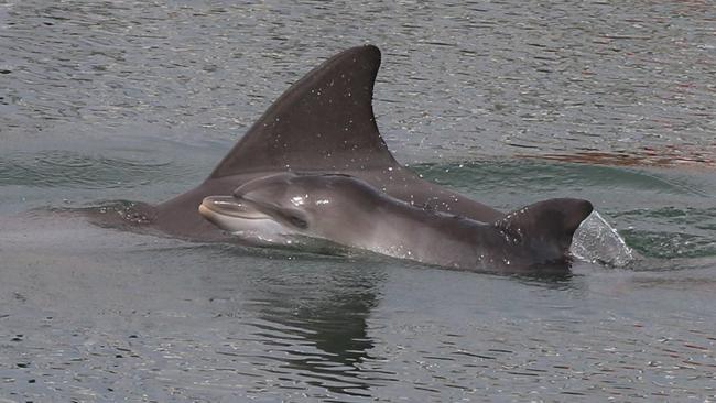 Oriana with her calf Ck, who died in March. Picture: Jenni Wyrsta