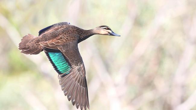 Duck shooting has become unviable now bag limits have been cut to just two birds a day, hunters say.