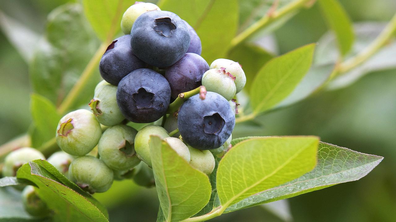 Jumbo blueberry to boost NZ industry by $8m in two years