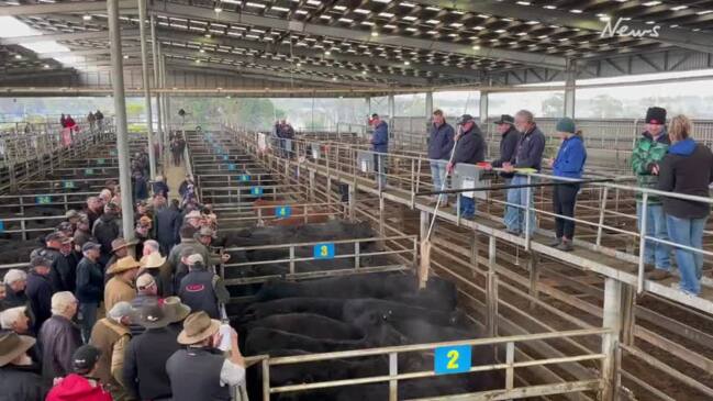 Leongatha cattle sale