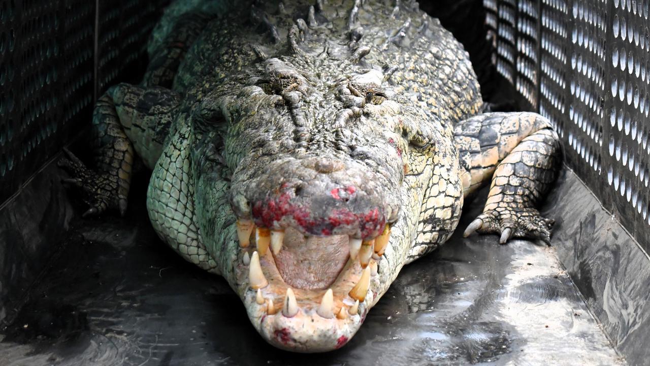 Department of Environment, Science and Innovation Wildlife Officers remove a saltwater crocodile, also known as an estuarine crocodile, measuring at least four metres in length at Port Hinchinbrook in Cardwell between Townsville and Cairns in North Queensland on Monday. The animal is believed to be responsible for an attack on a human and death of at least one pet dog. Picture: Cameron Bates