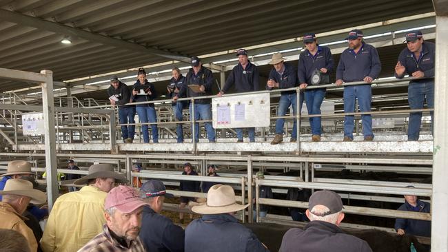 Agents take bids at the Wodonga store cattle sale today. Picture: Supplied
