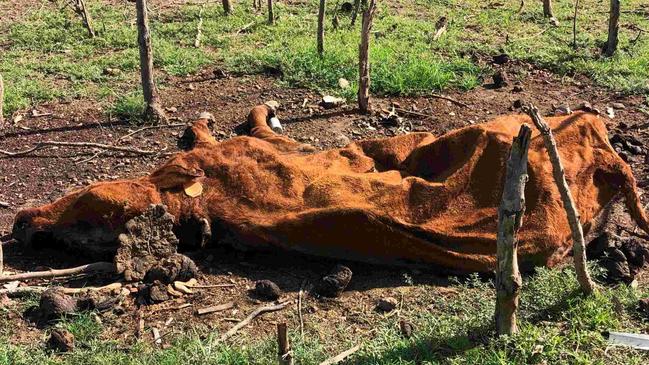 Queensland’s Department of Agriculture and Fisheries is investigating the discovery of a dozen dead cows on the banks of Bjelke-Petersen Dam.