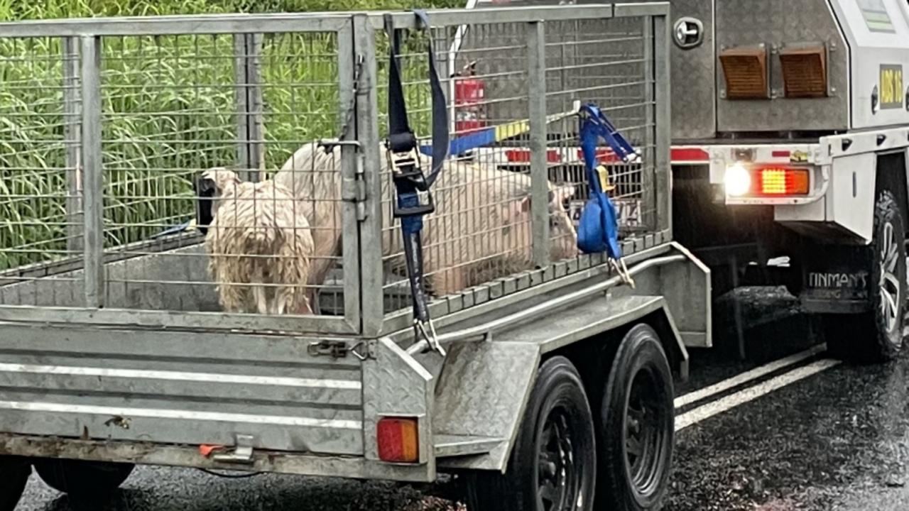 A Gargett property owner was able to save two of her pigs and a sheep from floodwaters at Cattle Creek in the Pioneer Valley west of Mackay, January 16, 2023. Picture: Janessa Ekert