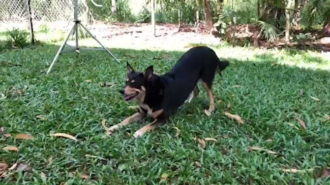 Tilly the kelpie named NT's cutest dog