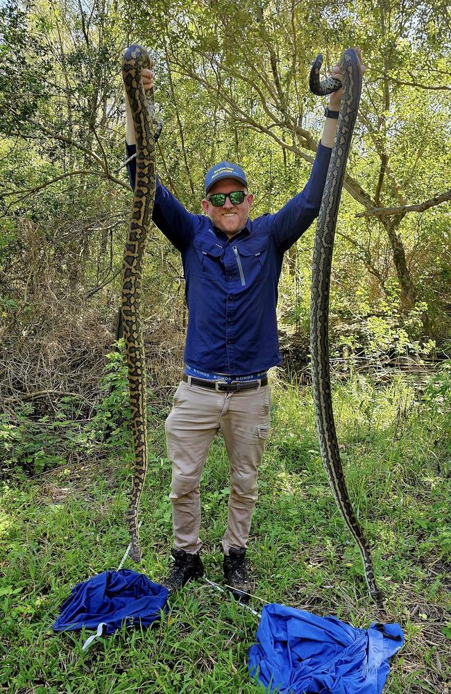 Stunning photos of snake caught at sea off Sunshine Coast as Qld ...