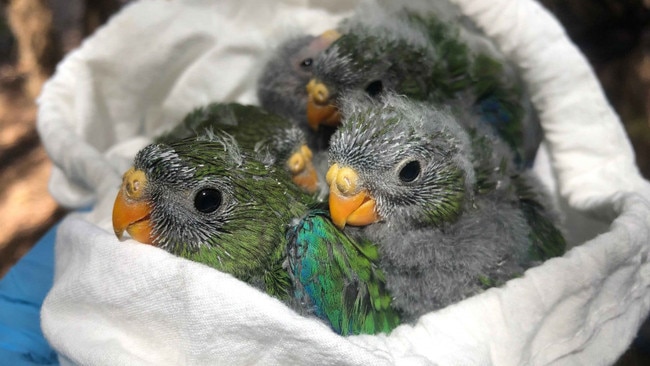 New research reveals one of the world's rarest birds, the orange-bellied parrot, remains at severe risk of extinction. Picture: ANU