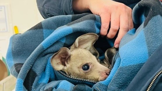 Police found two kangaroo joeys during a vehicle stop near Muswellbrook. Picture: NSW Police