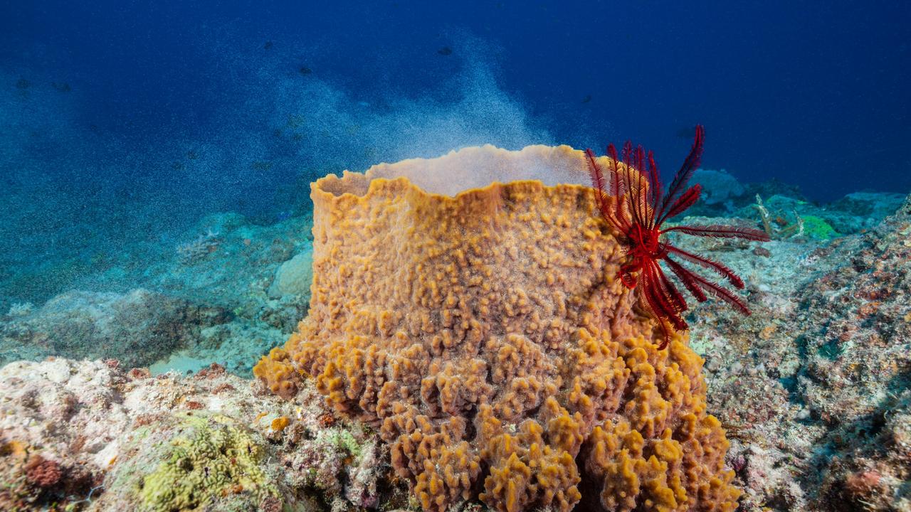 A spawning sea sponge on the Osprey Reef, Coral Sea.