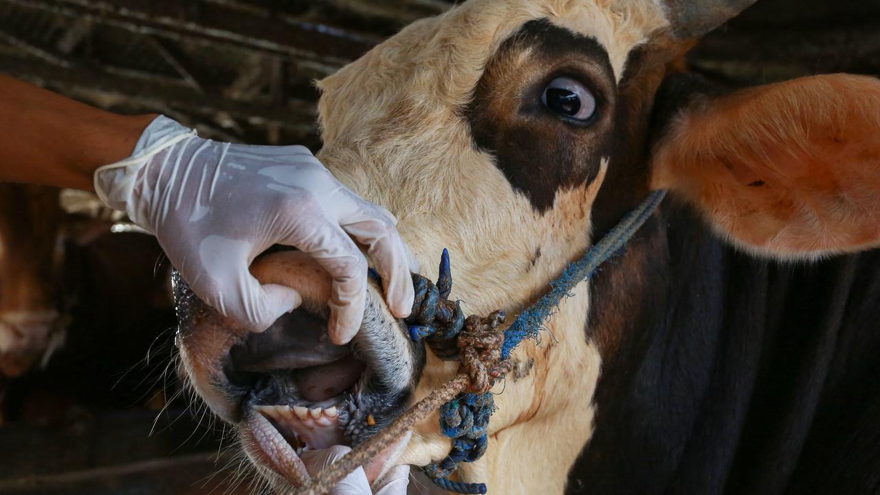 Australia escalates response to threat of foot and mouth disease | The ...