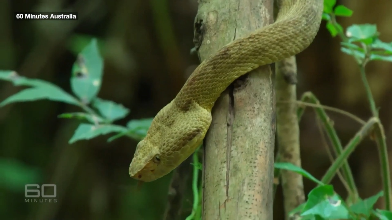 Aussie professor of toxicology visits 'Snake Island'