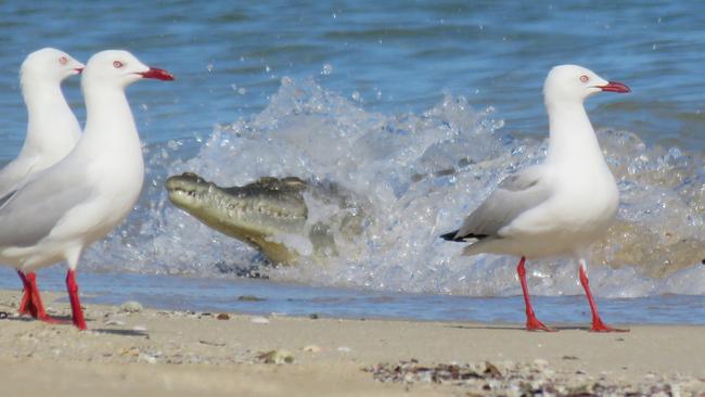 The small croc leaps from the shallows to catch the bird. Picture: DES