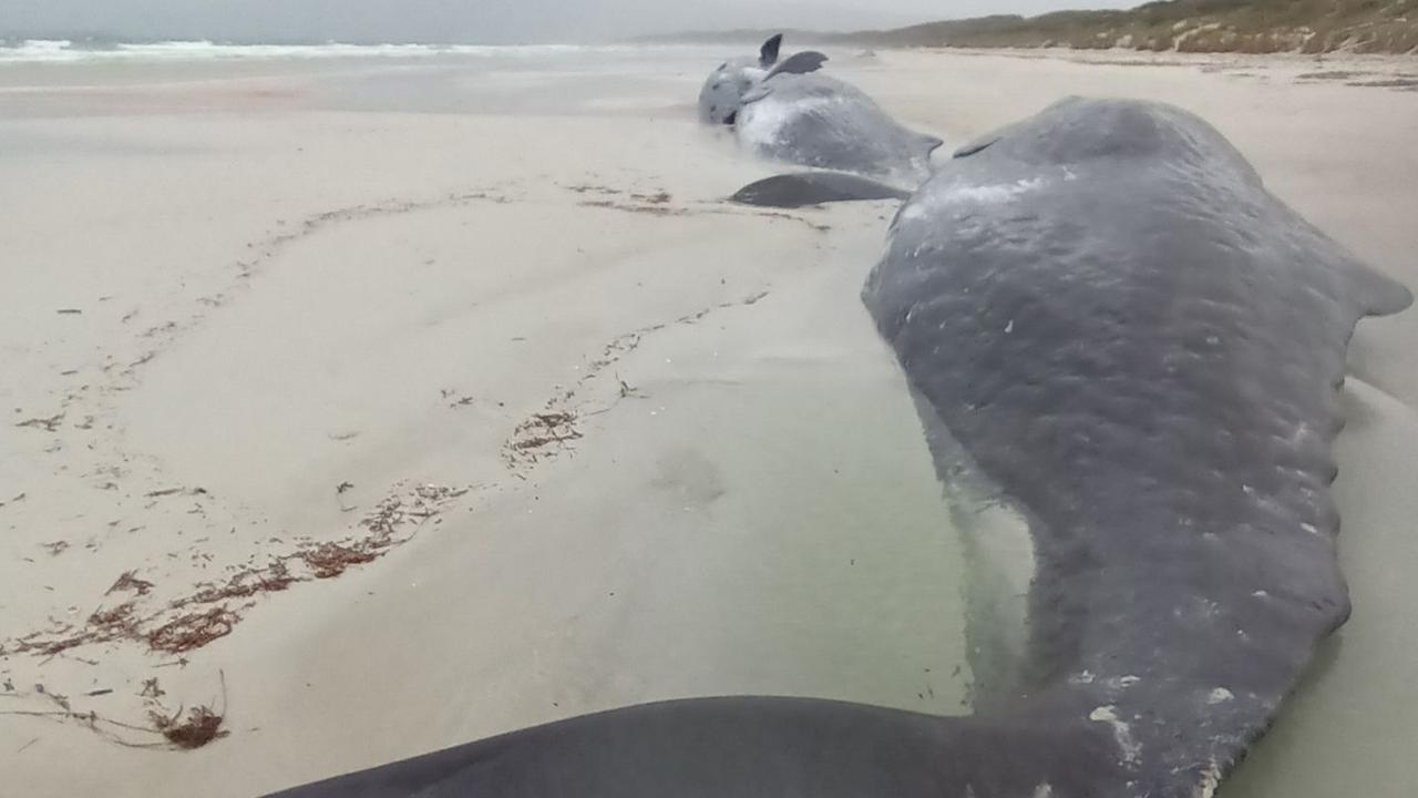 Samples will be collected from the bodies of five sperm whales that beached on Flinders Island on October 6 2024. Picture: Department of Natural Resources and Environment Tasmania