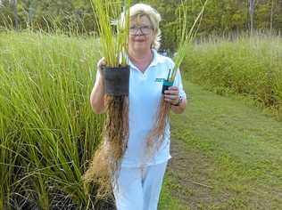 Pat Jackson from Greenacres Vetiver Grass.