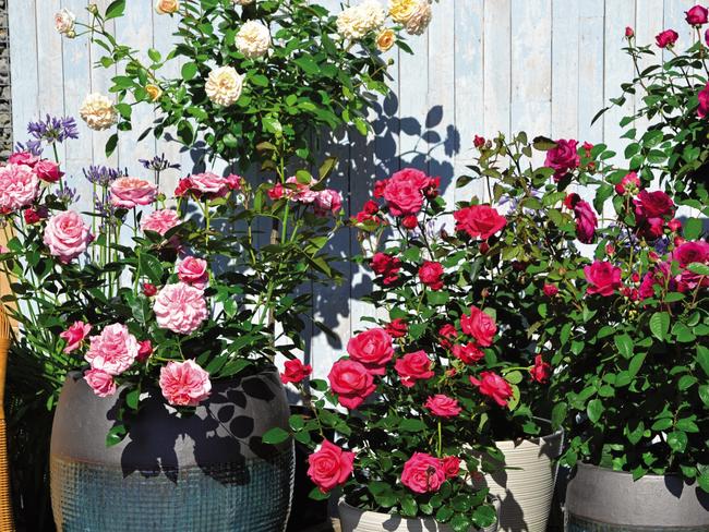 Showpiece roses from Anthony Tesselaar Plants, set for official release later this year.