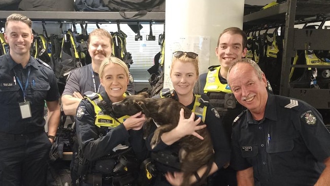 Police pose with the four-month-old staffy officers rescued from an alleged attack in Geelong West. Photo: Supplied