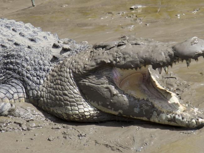 A crocodile basking on the bank of the Pioneer River. generic.