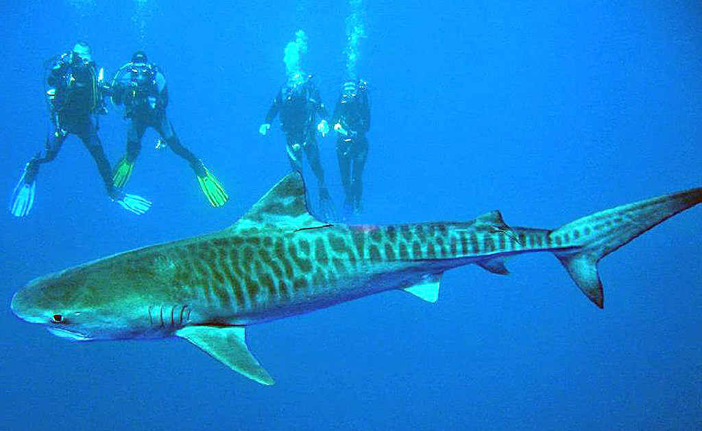 1770 shark attack: Swimmer 'very seriously injured' after shark mauls his  leg at remote Queensland beach