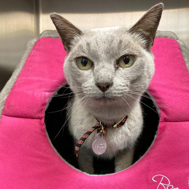 Burmese cat Maisie went for a 10 day excursion to Hobart from Launceston in the bonnet of a car. Picture: SUPPLIED