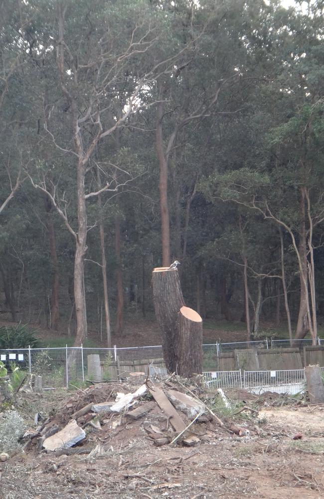 Felled ironbark trees at Baty St, St Lucia. A kookaburra surveys its former home.