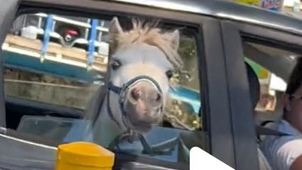 TikTok video goes viral of a horse in the backseat of the car at the McDonalds drive through in Tuggerah