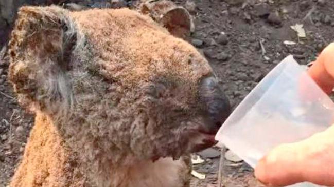 An injured koala is given water after a bushfire. Picture: supplied