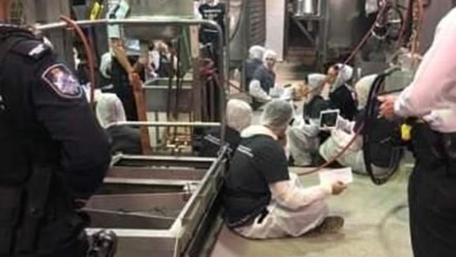 Vegan activists inside the Carey Bros abattoir on April 8.