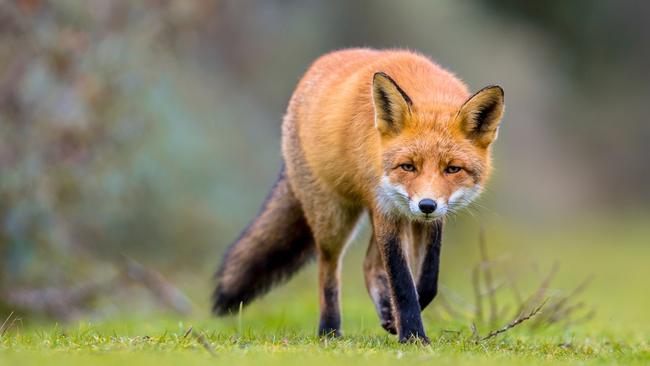 Foxes are earning hunters $10 per scalp under the state government bounty scheme.