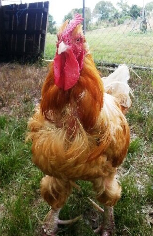 Ronnie the abandoned rooster was rescued at Nimbin by Lismore's Animal Rights and Rescue Group. The group is increasingly dealing with more unusual pets than cats and dogs.