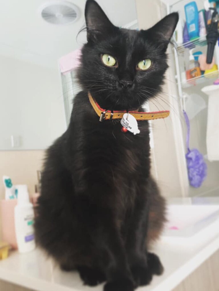 Mystique is two years ol and was adopted from the RSPCA. Picture: Carissa Smith. 