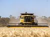 Farmers plead for help as billion-dollar drought losses to hit SA