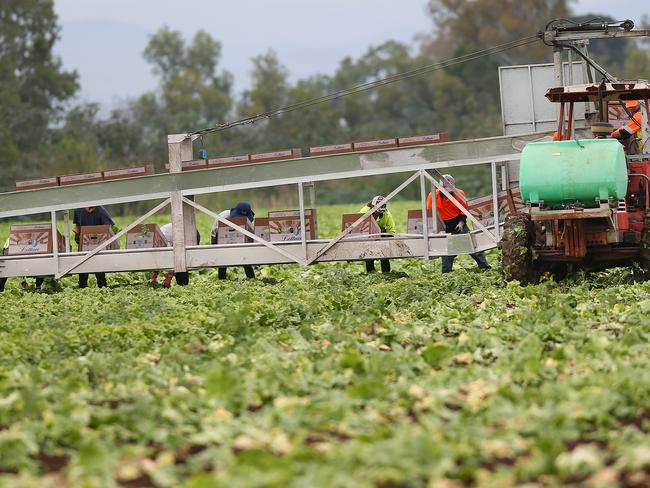 Travellers describe working in unsafe conditions and being underpaid by some unscrupulous farm owners. Pictures: Jack Tran/Courier Mail