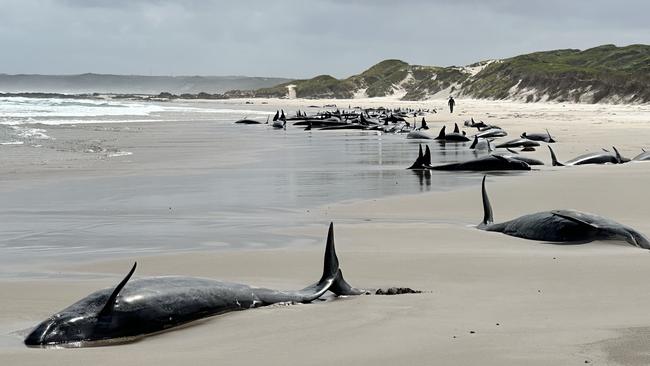 False killer whales stranded on a remote Tasmanian beach, near Arthur River, on the West Coast. Picture: NRE Tasmania