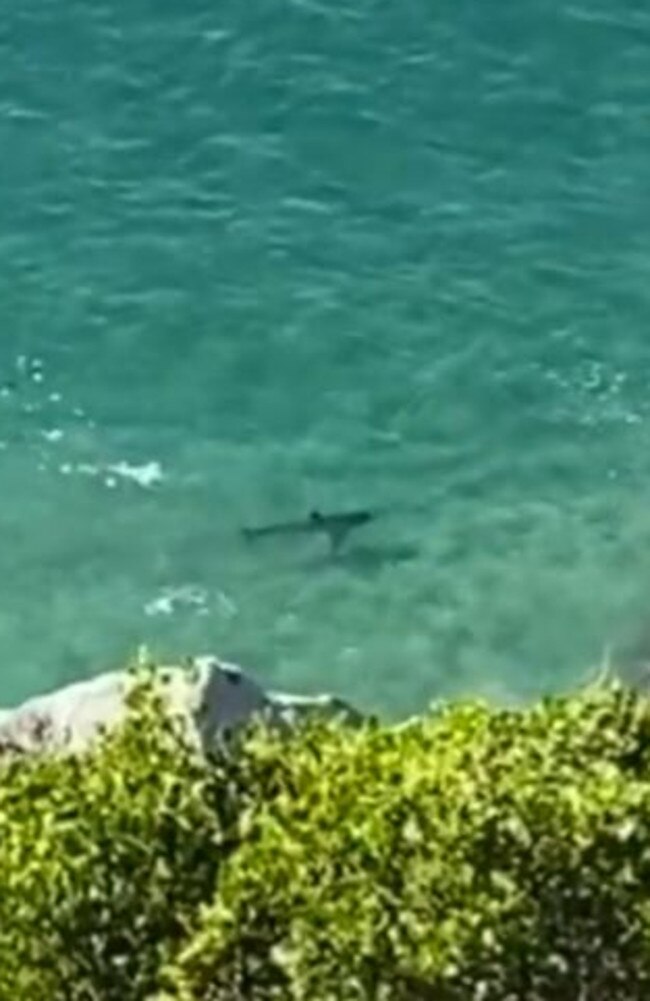 A swimmer has been killed in a brutal shark attack at a beach off the South African coast. @Naledi_Mailula