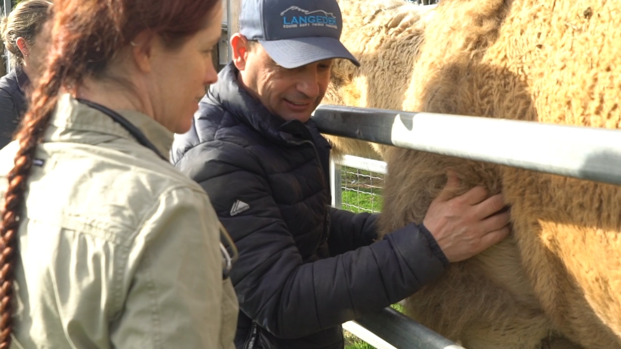 Saffron the Arabian camel now receives regular massage treatments at her home in Werribee Open Range Zoo in Victoria to help ease her arthritis. Picture: supplied