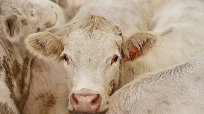 Sales of livestock and machinery on AuctionsPlus topped $2.35 billion in 2020-21. Picture: Zoe Phillips