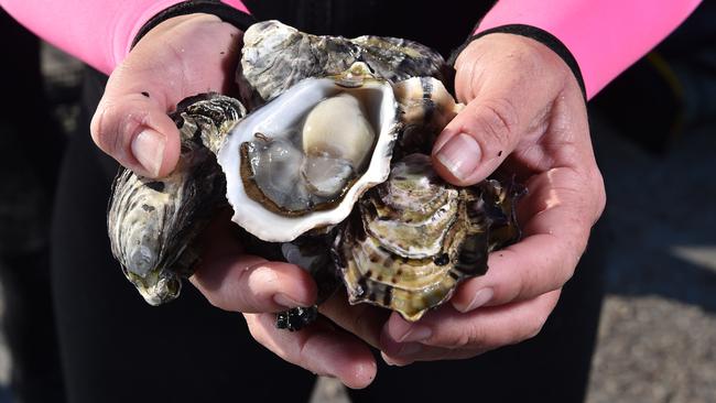 Disease-resistant oyster program to continue.