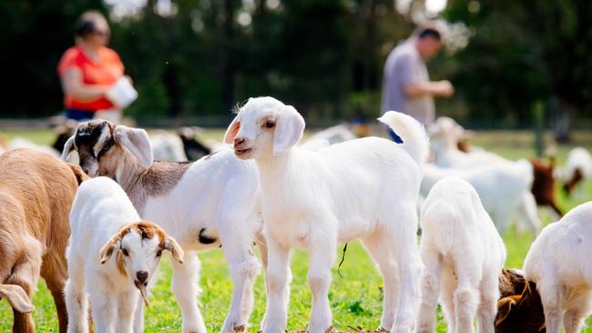 Goat thefts in rural NSW are devastating farmers | Daily Telegraph