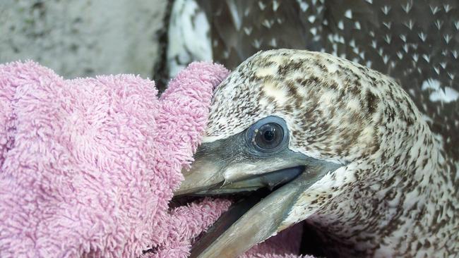 The juvenile Australasian gannet rescued from Dreamtime Beach at Fingal Head by Tweed Valley Wildlife Carers.