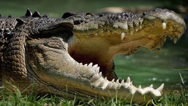 A crocodile attack along the Adelaide River has left a local man without some of his toes. Picture: Getty Images