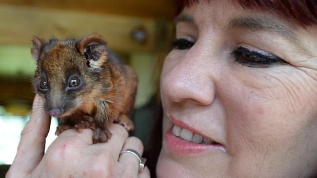 Wildlife carer Helen Round with baby ringtail possum. Picture: Dennis Manktelow