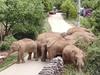A migrating herd of elephants graze near Shuanghe Township, Jinning District of Kunming city in the Yunnan Province of southwestern China. Already famous at home, China's wandering elephants are now becoming international stars. Major global media, including satellite news stations, news papers and wire services are chronicling the herd's more-than year-long, 500 km trek from their home in a wildlife reserve in mountainous southwest Yunnan province to the outskirts of the provincial capital of Kunming. (Yunnan Forest Fire Brigade via AP