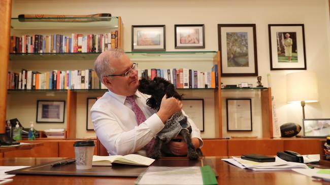 Prime Minister Scott Morrisons dog Buddy. Picture: Adam Taylor