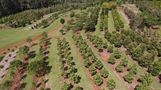 Emaho Trees in Queensland. Picture: Supplied