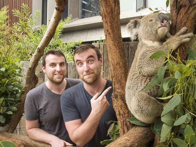 Comedian identical twins Benjamin and James Stevenson with Baxter the Koala at Taronga Zoo. Picture: Troy Snoo