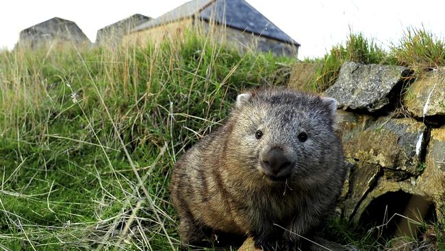 A wombat on Maria Island. Photo: Tourism Tasmania and Dominic Zeng.