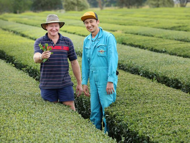 Australian Green Tea chairman John Robb with Kunitaro Green Tea farm manager, Akio Onozawa, at Mangrove Mountain. Picture: AAP Image/Sue Graham