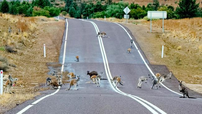 Kangaroos outside Blinman in the Flinders Ranges. Picture: P. Coleman Outback Imaging